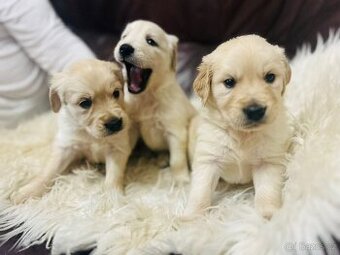 Zlatý retrívr bez PP