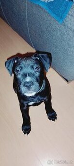 Štěňátka APBTx Amstaf