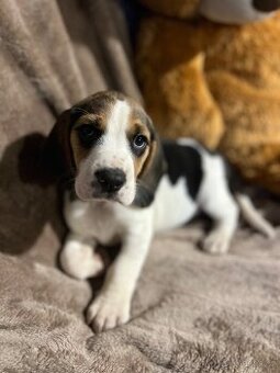 Bígl trikolor, štěňátka