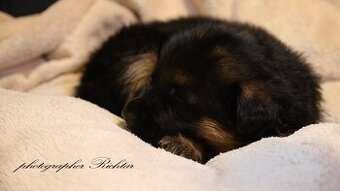 Německý ovčák štěňata