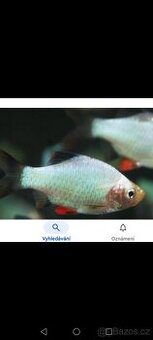 Parmička čtyřpruhá platinum turquoise