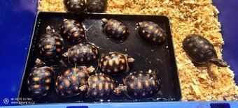 Želva uhliřská mláďata