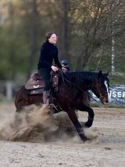 Quarter Horse reiningovy valach 6let