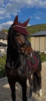 Téměř nová Royal H. anatomická uzdečka - 1