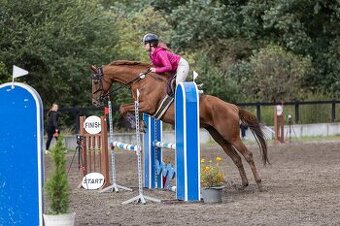 Hodná klisna pro dítě/amatéra