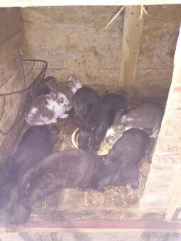 Králíci - vesnická směska - 5 měsíců