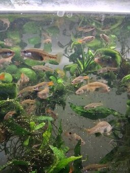 Divoké živorodky-fauna trhy Ostrava