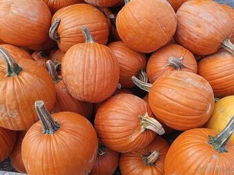 Dýně halloween velký, okrasné