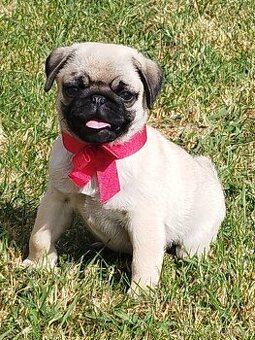 Mops s PP