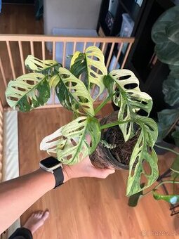 Monstera Adansonii Variegata