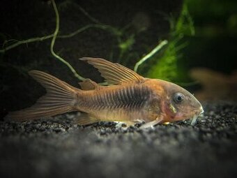 Pancéřníček zlatopásý závojový - Corydoras aeneus long fin