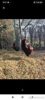 Násadová vejce araukana divoce zbarvená