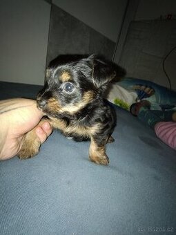 Štěně jorkšír retriever