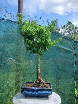 Bonsai,bonsaj