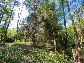 Lesní pozemky Kladruby u Vlašimi - 1