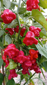 Semena chilli papriček "Zvonečky" (Bishop Crown)