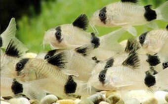 Corydoras Panda - Pancéřníček panda