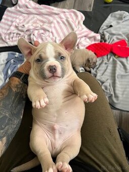 American Bully pocket