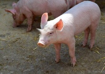 Selata landrase x bílé ušlechtilé x duroc