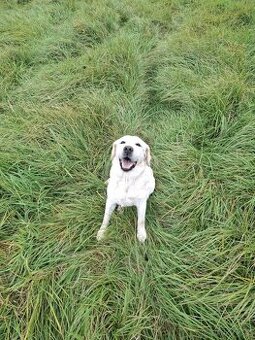 Labrador s pp