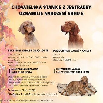 Maďarský ohař - štěňata