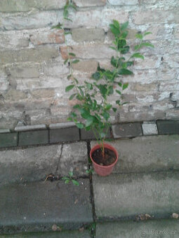 Prodám kanadskou borůvku SIERRA  .