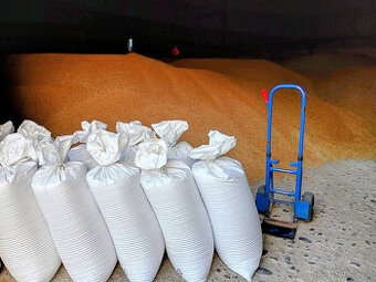 Prodej pšenice - 100kg/600,-Kč - Chomutovsko