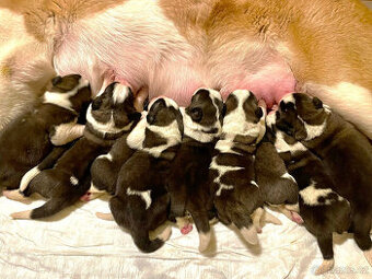 Bernardýn - štěňátka s PP