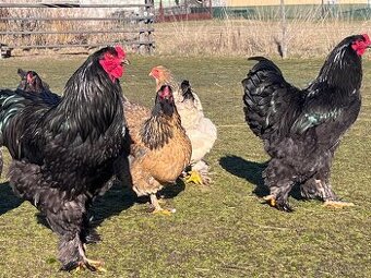 Brahmanka velka kmen 1+3