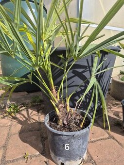 Trachycarpus fortunei Bulgaria