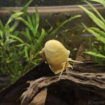 Prodám Ampularie žluté