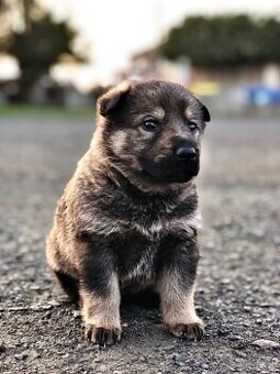 Německý ovčák štěně