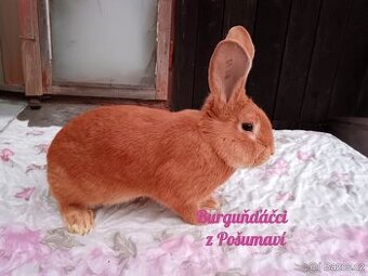 BURGUNDSKÝ králík s PP - SAMEČEK chris59 ⭐️⭐️⭐️