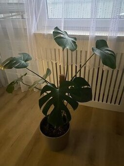 Monstera