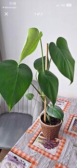 Monstera pokojová rostlina