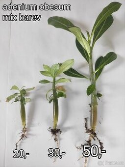 Adenium obesum mix barev mladé rostliny