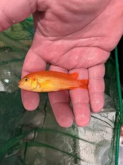 Pseudotropheus saulosi red coral - 1