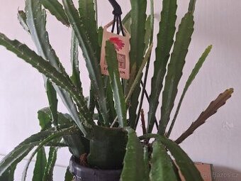 Fylokaktus 1x krásná rostlina
