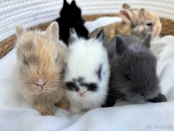 🐰 Nabízíme k rezervaci zakrslých zajíčků