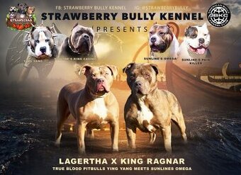 American Bully Xl
