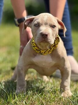 American Bully Xl