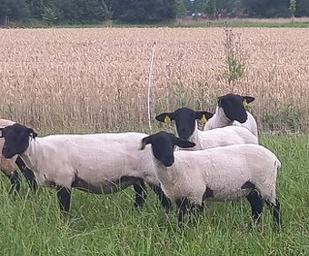 Plemenné jehnice suffolk