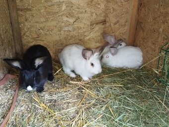 Králíčata, králíci, kříženci masných plemen