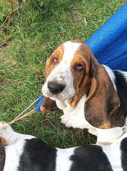 Basset Hound štěňátko s PP z Pardubicka