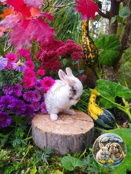 zakrslí králíci ze Znojma