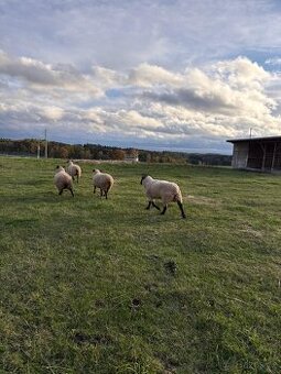 Beran 4roky suffolk na maso cca 80kg