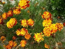 Afrikán (aksamitník) - rostliny, semínka