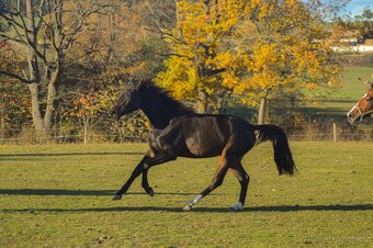 Dvouletá klisna po Caleri