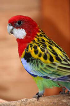 Rosela pestrá štěp na černou a opalinu - 1