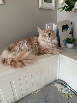 Mainská mývalí s pp